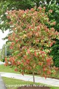 Flacourtia inermis